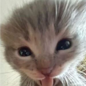 Meet your Posher, Pinklasagna